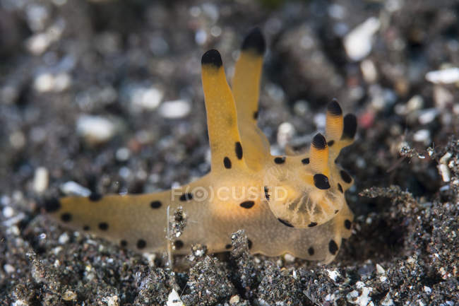 Nudibrânquias par no fundo do mar arenoso — Fotografia de Stock