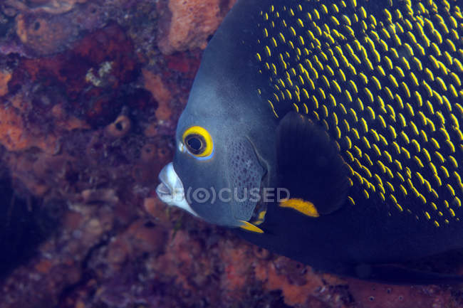 French angelfish searching for food — Stock Photo