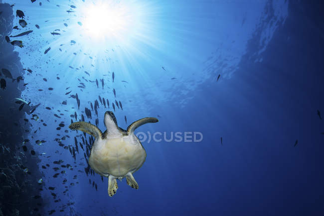 Зеленая морская черепаха с стаей рыб — стоковое фото