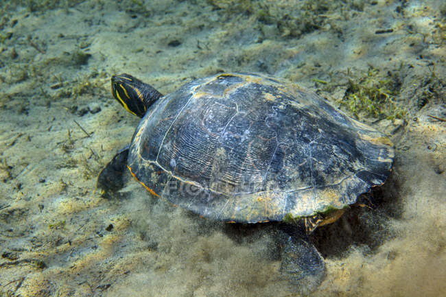 Red-bellied cooter turtle on sandy bottom — Stock Photo