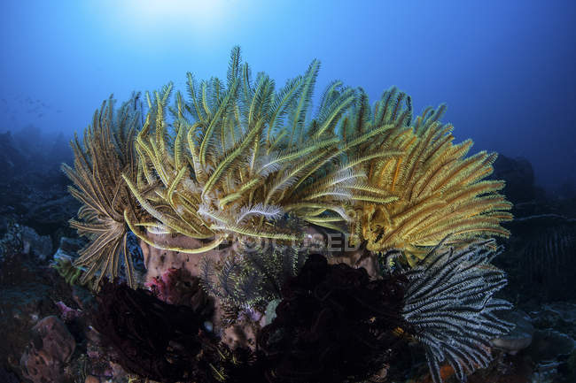 Colorful crinoids on coral reef — Stock Photo