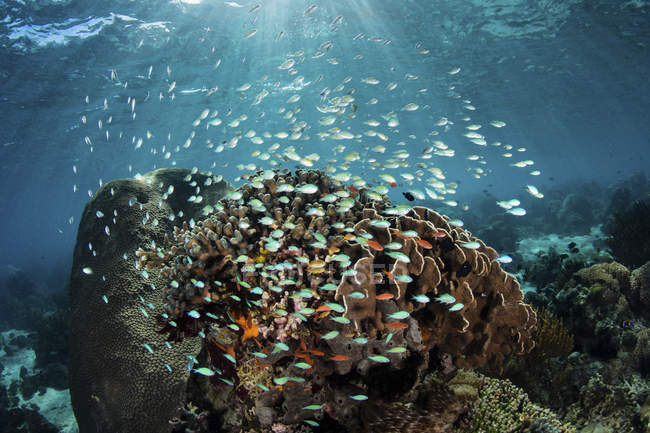 Coloridos peces nadando sobre el arrecife - foto de stock