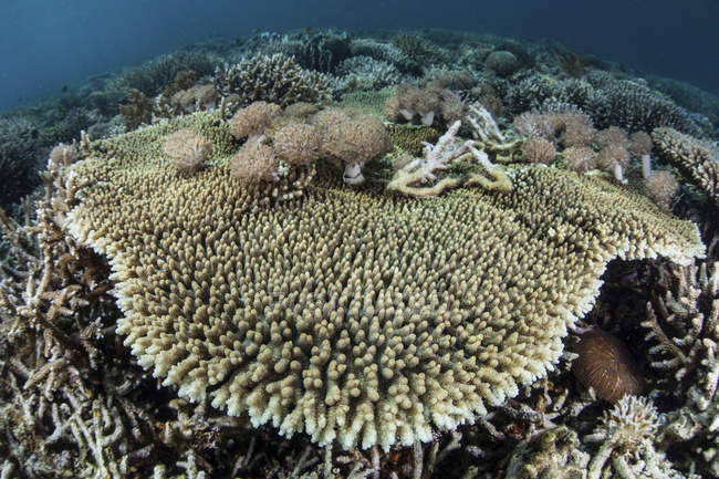Coral de mesa com corais macios — Fotografia de Stock