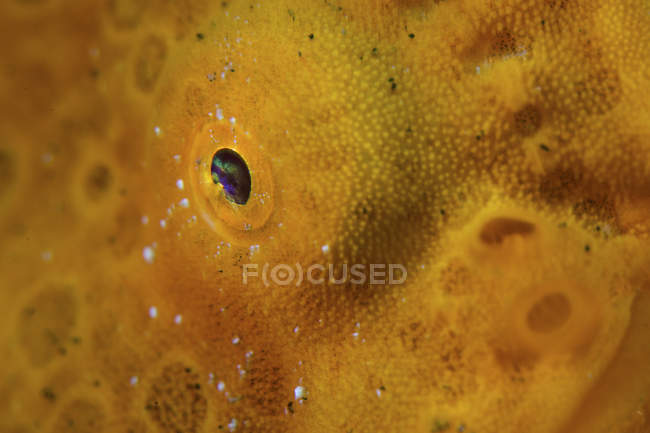 Eye of giant frogfish closeup shot — Stock Photo