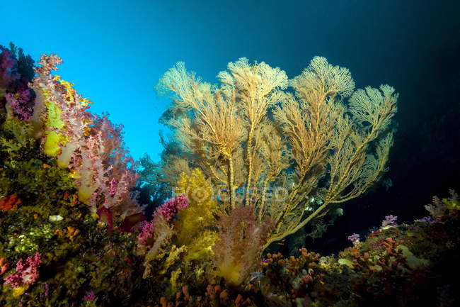 Abanico marino en arrecife de coral - foto de stock