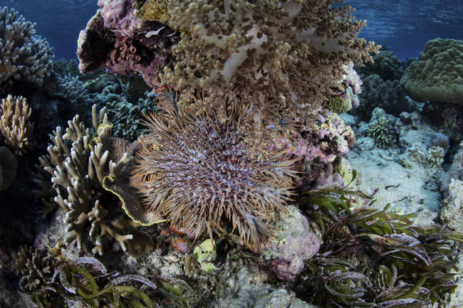 Coroa de espinhos estrela do mar alimentando-se de corais — Fotografia de Stock