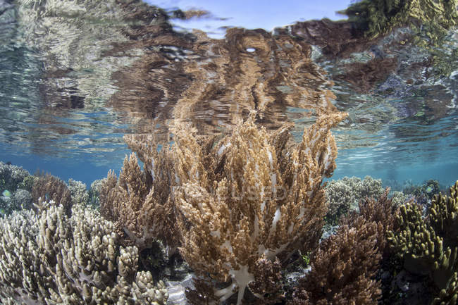 Здоровый и разнообразный коралловый риф — стоковое фото