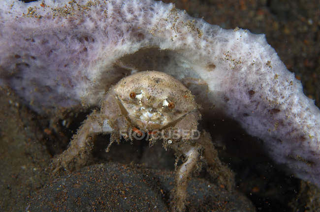 Crabe décorateur beige en éponge mauve — Photo de stock