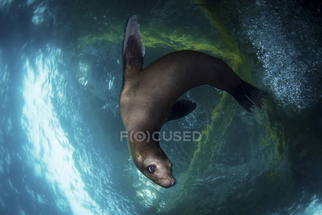 León marino jugando bajo plataforma petrolífera - foto de stock