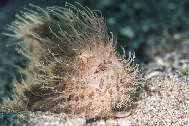 Hairy frogfish closeup shot — Stock Photo