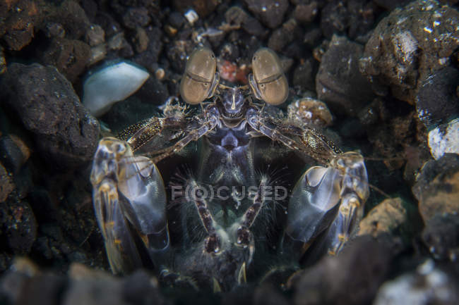Vue rapprochée des crevettes mantes sur le récif dans le détroit de Lembeh, Indonésie — Photo de stock