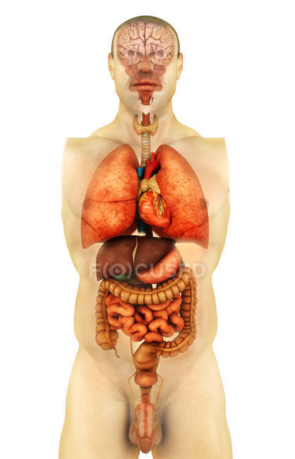 Anatomie du corps humain montrant des organes entiers — Photo de stock