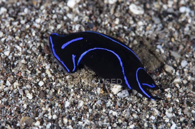 Bouclier en velours bleu limace de mer — Photo de stock