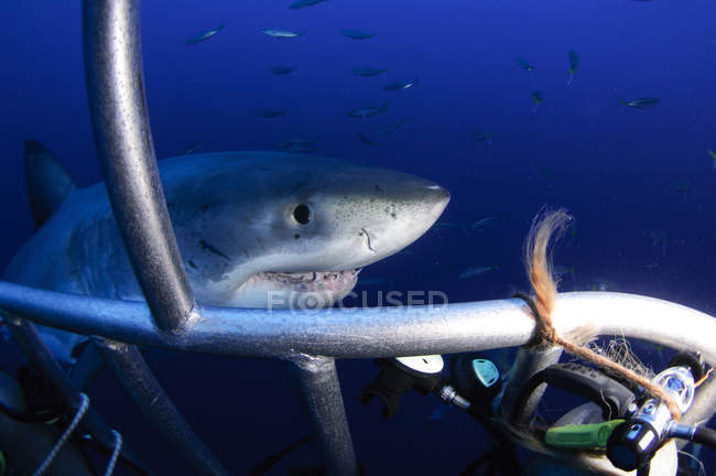 Жіноча велика біла акула — стокове фото