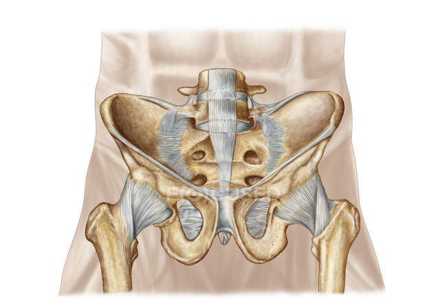 Anatomia dell'osso pelvico umano e dei legamenti — Foto stock