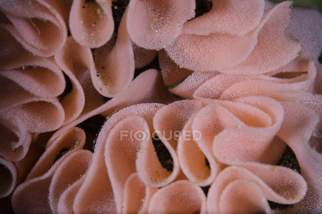 Egg coil of Spanish Dancer nudibranch — Stock Photo