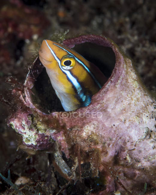 Fang blenny looking out of hole — Stock Photo