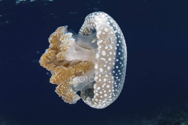 Medusas manchadas blancas cerca de las Islas Menores de la Sonda - foto de stock