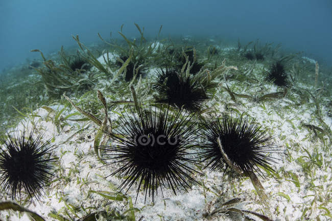 Erizos espinosos negros sobre fondo de mar arenoso - foto de stock