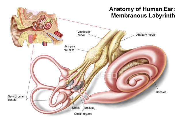 Анатомия человеческого уха с мембранным лабиринтом — стоковое фото