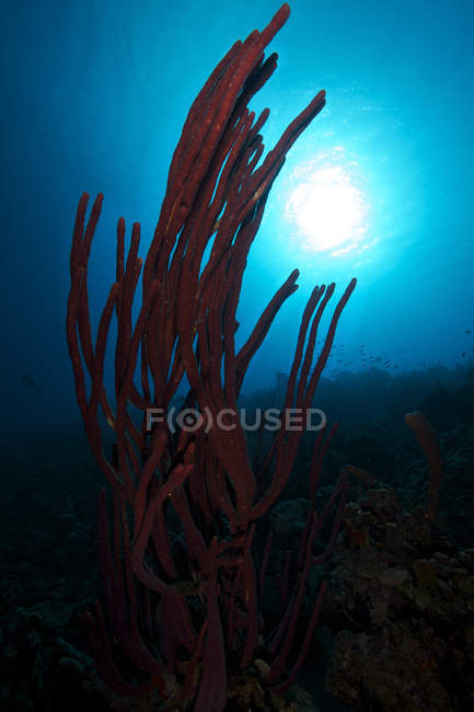 Rope sponge in dark waters near Bonaire — Stock Photo
