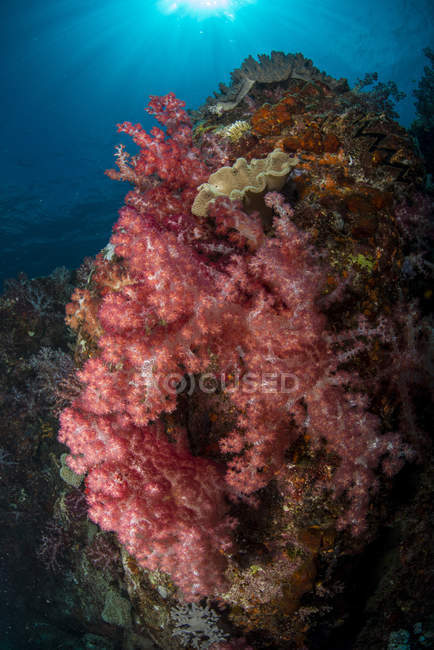 Cena de recife colorido com dendronephthya laranja e vermelho, Cenderawasih Bay, Papua Ocidental, Indonésia — Fotografia de Stock