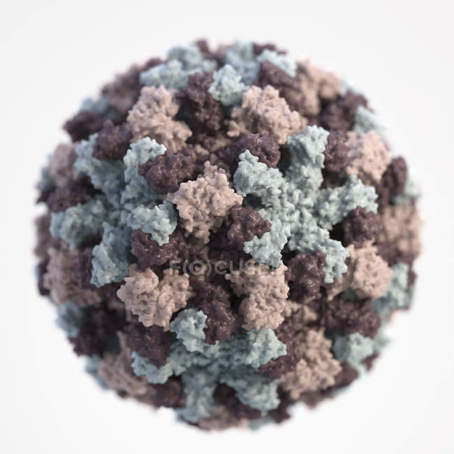 Representación gráfica de un único virión de Norovirus sobre fondo blanco - foto de stock