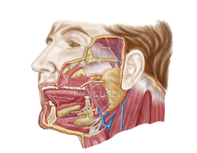 Anatomía de las glándulas salivales humanas - foto de stock