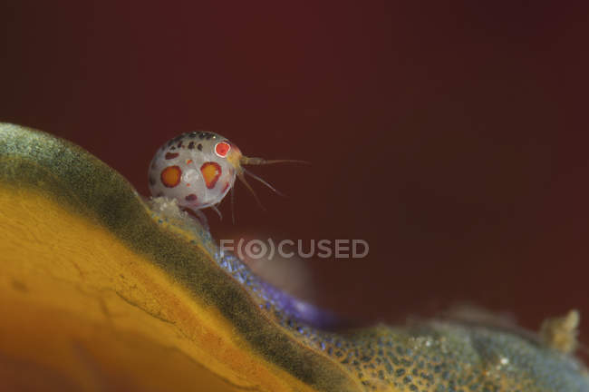 Coccinelle amphipode gros plan — Photo de stock