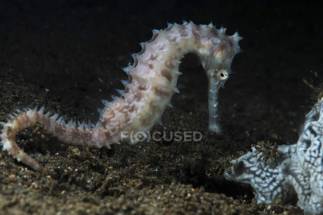 Колючий морской конёк — стоковое фото