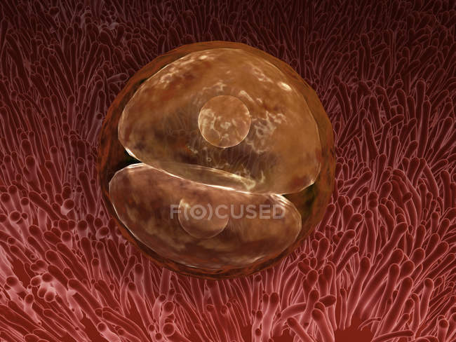 Zygote Entwicklung 24-36 Stunden nach der Befruchtung — Stockfoto