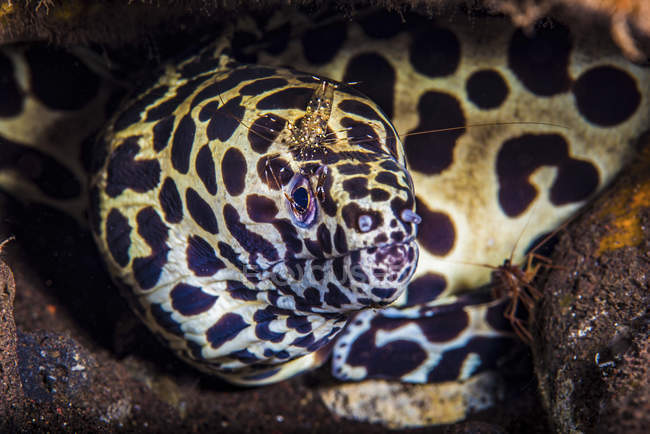 Cleaner shrimp on spotted moray eel — Stock Photo