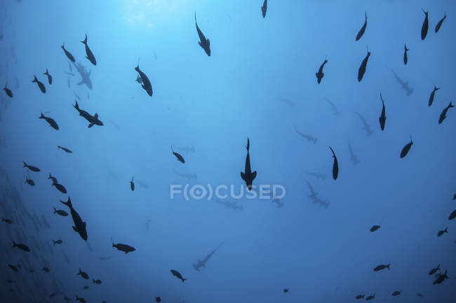 Scalloped hammerhead sharks in deep water — Stock Photo
