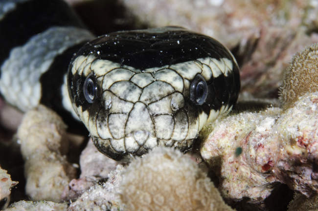 Black and white banded Sea Krait — Stock Photo