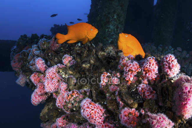 Garibaldi pesce vicino anemone — Foto stock