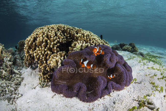 Falsos peixes-palhaço nadando perto de anêmona — Fotografia de Stock