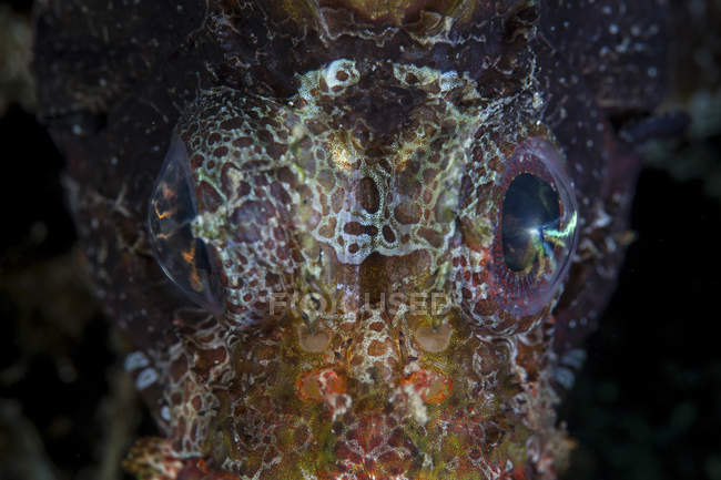 Olhos de peixe-leão de falta — Fotografia de Stock