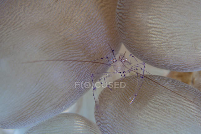 Camarão em tentáculos de coral bolha no Estreito de Lembeh, Indonésia — Fotografia de Stock