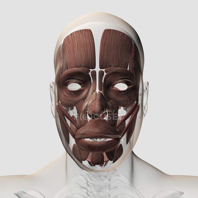Ilustração médica dos músculos faciais masculinos — Fotografia de Stock