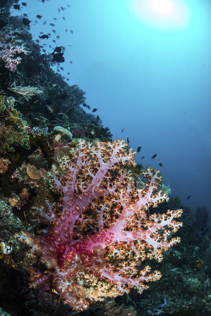 Коралловый риф с рыбой и мягкими кораллами — стоковое фото