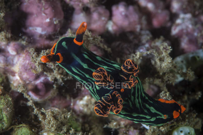 Різнокольоровий Nembrotha Kubaryana nudibranch — стокове фото