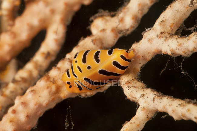 Tiger Kaurischnecke auf gelbem Meeresfächer — Stockfoto