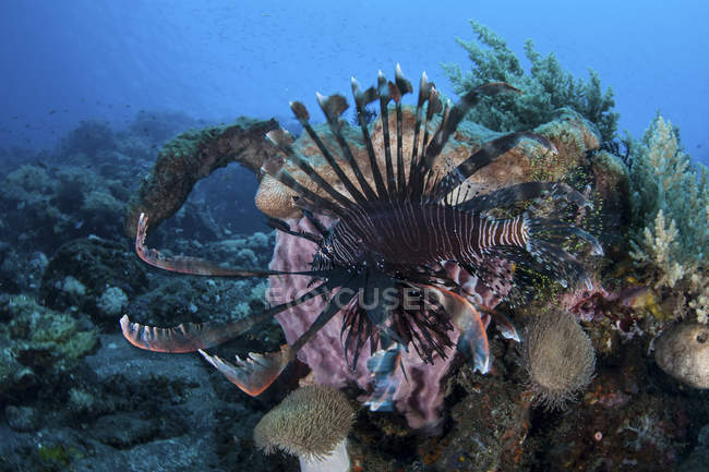 Львиная рыба плывет над рифом — стоковое фото