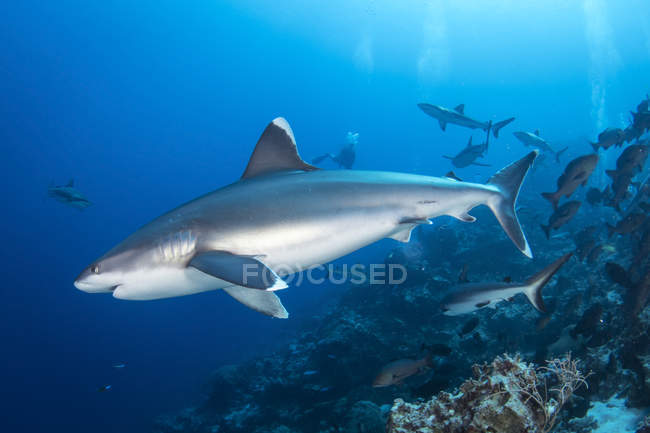 Tubarões Silvertip perto de recifes de barreira — Fotografia de Stock