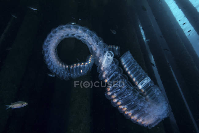 Chain of salp floating under oil rig — Stock Photo