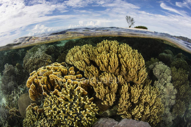 Vielfalt an Korallen, die im flachen Wasser wachsen — Stockfoto