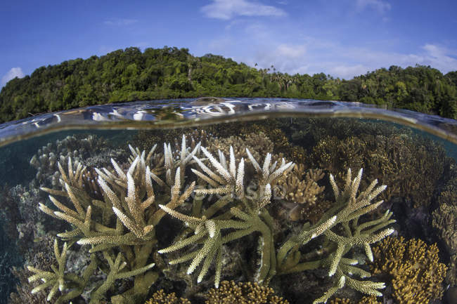 Staghorn coral colony in shallow water — Stock Photo