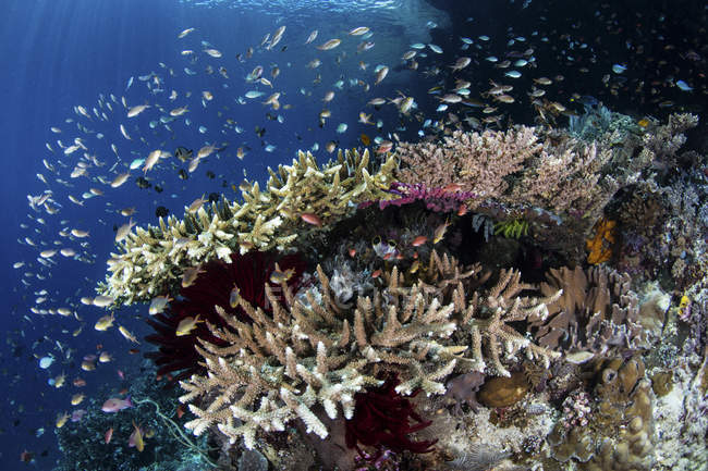 Reef fish schooling above corals — Stock Photo