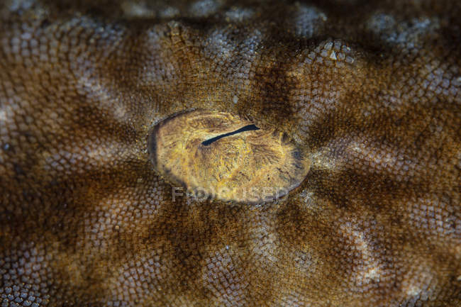 Tasseled wobbegong shark eye — Stock Photo