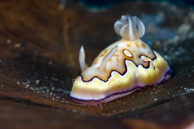 Goniobranchus nudibranch — стоковое фото